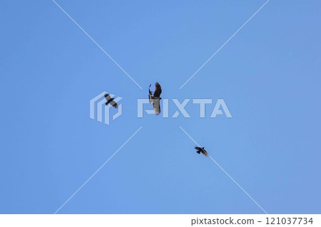 A kite being mobbed by crows 121037734