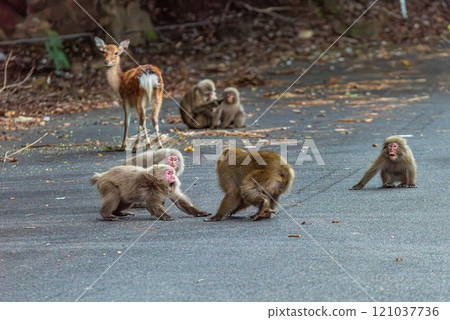 Fighting group of Yakuza monkeys, World Natural Heritage site, Yakushima (Autumn) Fighting group of Yakuza monkeys, World Natural Heritage site, Yakushima (Autumn) 121037736