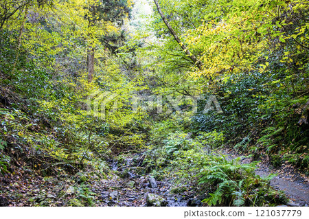 高尾琵琶瀧路線(國道6號線)登山路線 從大山橋到第一橋 11月下旬 高尾琵琶瀧路線(國道6號線)登山路線 從大山橋到第一橋 11月下旬 121037779