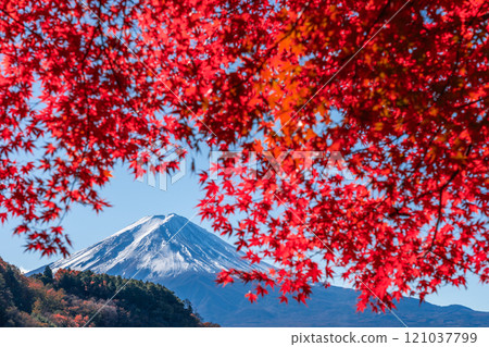 Mt. Fuji in autumn with autumn leaves and snow on the Kawaguchiko side Mt. Fuji in autumn with autumn leaves and snow on the Kawaguchiko side 121037799