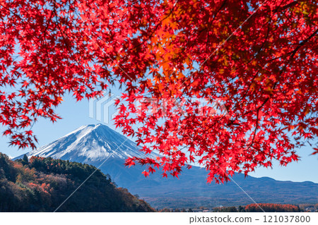 Mt. Fuji in autumn with autumn leaves and snow on the Kawaguchiko side Mt. Fuji in autumn with autumn leaves and snow on the Kawaguchiko side 121037800