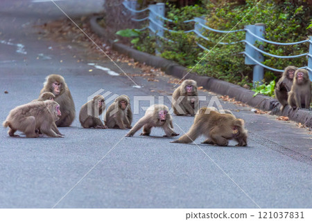 Fighting group of Yakuza monkeys, World Natural Heritage site, Yakushima (Autumn) 121037831