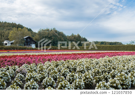[Flower fields at Farm Tomita, Nakafurano Town] 121037850
