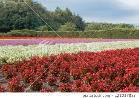 [Flower fields at Farm Tomita, Nakafurano Town] 121037852