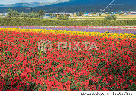 [中富良野町、富田農場的丹參花園、十勝嶽山脈] 121037853