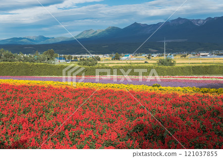 [中富良野町、富田農場的丹參花園、十勝嶽山脈] 121037855