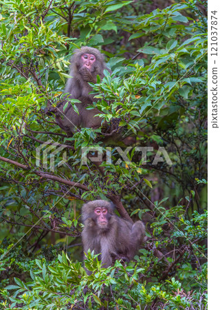 世界自然遺產屋久島，黑幫猴子保持警戒（秋天） 121037874