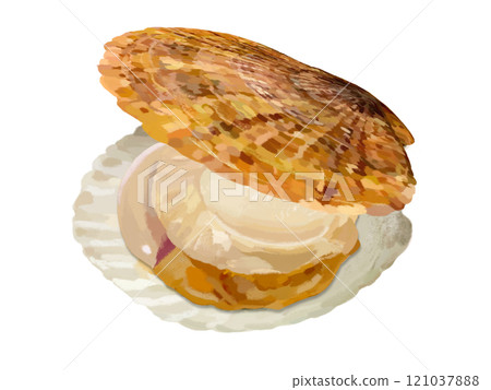 Male scallop, shellfish top and bottom 121037888