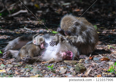 Group of Yakuza monkeys grooming themselves at Yakushima, a World Heritage Site (Autumn) 121037906