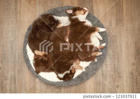 A group of puppies are sleeping on a round rug 121037911