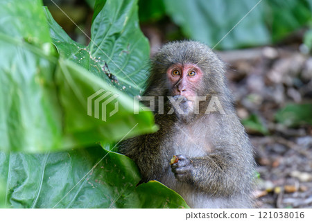 屋久島世界遺產（秋季） - 黑幫獼猴覓食 121038016