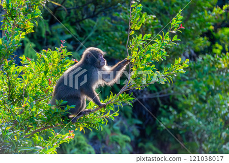 屋久島世界遺產（秋季） - 黑幫獼猴覓食 121038017