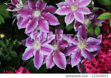 Clematis 121038051