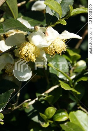 White tea flowers blooming in the early winter November sunshine White tea flowers blooming in the early winter November sunshine 121038100