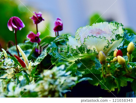 Enjoying early winter in the small flower bed in the garden. 121038343