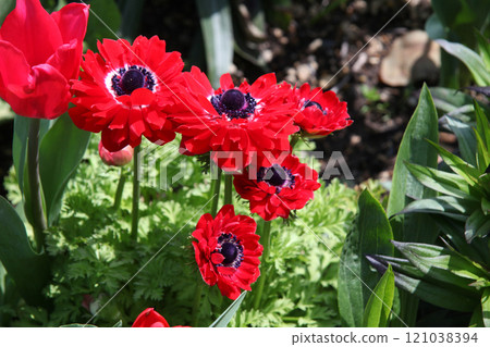 Anemones Anemones 121038394