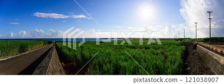 Sugarcane field, tropical landscape Sugarcane field, tropical landscape 121038907