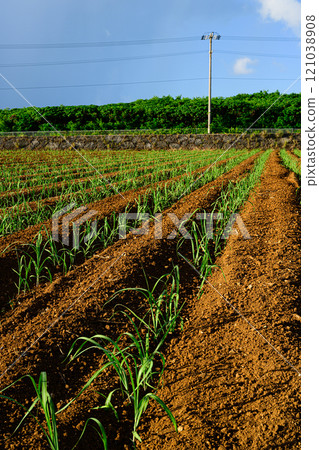 Sugarcane field, tropical landscape Sugarcane field, tropical landscape 121038908