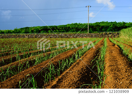 甘蔗田，熱帶景觀 121038909