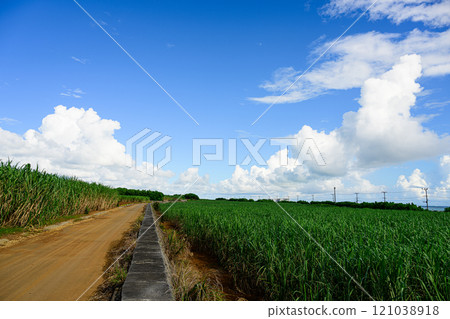 Sugarcane field, tropical landscape 121038918