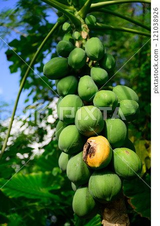 Wild papaya, a tropical fruit 121038926