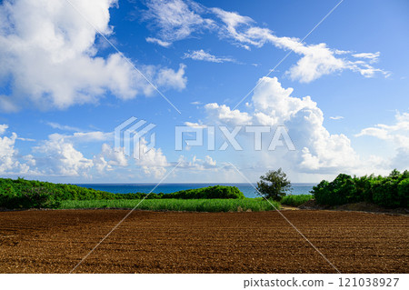 Sugarcane field, tropical landscape Sugarcane field, tropical landscape 121038927