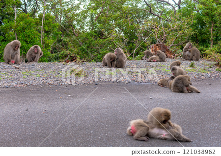 一群黑幫猴子在世界遺產屋久島梳理自己的毛髮（秋天） 121038962