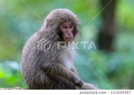 Yakuza monkeys relaxing on Yakushima Island, a World Natural Heritage Site (Autumn) Yakuza monkeys relaxing on Yakushima Island, a World Natural Heritage Site (Autumn) 121039167