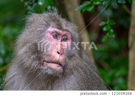 Yakuza monkeys relaxing on Yakushima Island, a World Natural Heritage Site (Autumn) Yakuza monkeys relaxing on Yakushima Island, a World Natural Heritage Site (Autumn) 121039168