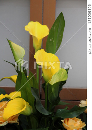 黃色 黃色 121039506