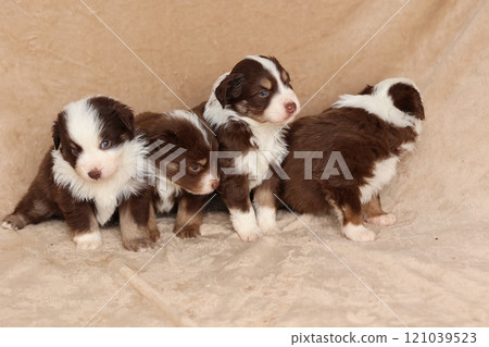 Four puppies are standing on a tan blanket 121039523