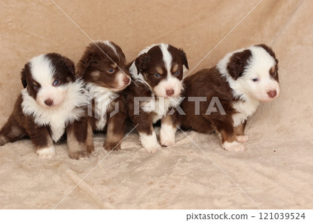 Four puppies are sitting on a blanket, looking at the camera 121039524