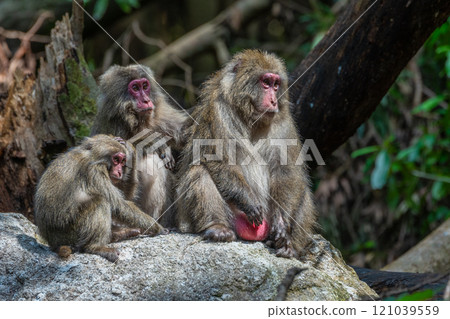 A group of Yakuza monkeys on alert at the World Natural Heritage site of Yakushima (Autumn) A group of Yakuza monkeys on alert at the World Natural Heritage site of Yakushima (Autumn) 121039559