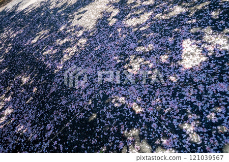 櫻花散落在路上 121039567