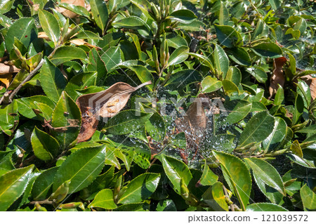 樹籬上的蜘蛛網 樹籬上的蜘蛛網 121039572