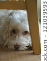Australian Labradoodle hiding under a chair 121039593