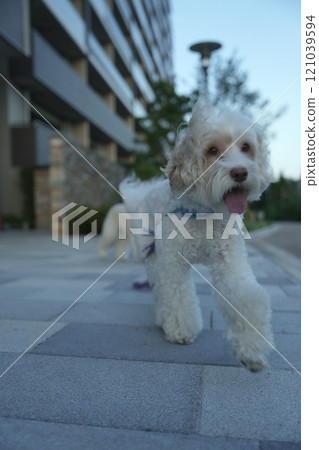 Australian Labradoodle running up to its owner during a walk Australian Labradoodle running up to its owner during a walk 121039594