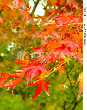 改變葉子的Momiji 改變葉子的Momiji 121039606