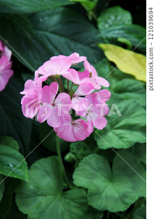 Geranium Geranium 121039694