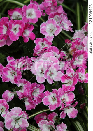 Pelargonium 121039698