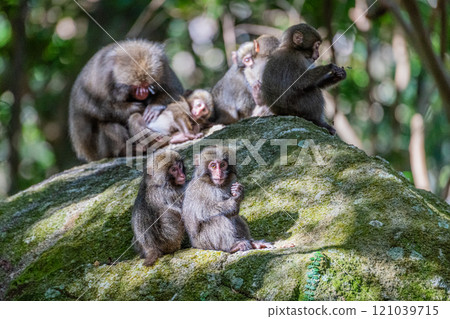 一群黑幫猴子在世界遺產屋久島梳理自己的毛髮（秋天） 121039715