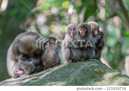 Group of Yakuza monkeys grooming themselves at Yakushima, a World Heritage Site (Autumn) 121039716
