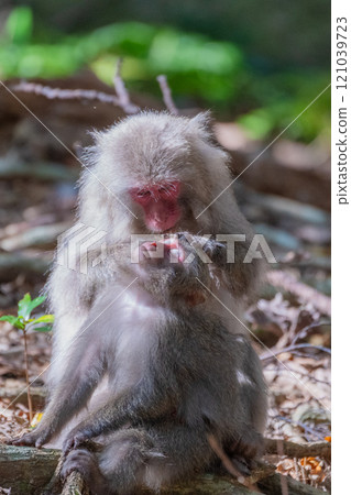 Yakushima World Natural Heritage Monkeys (November) Yakuza monkeys grooming themselves 121039723