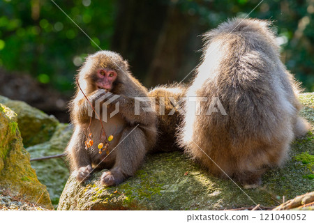 Yakushima World Heritage Site (Autumn) - Yakuza Macaques foraging Yakushima World Heritage Site (Autumn) - Yakuza Macaques foraging 121040052