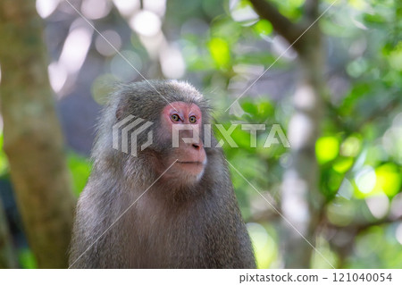 世界自然遺產屋久島上悠閒休息的黑幫猴子(秋季) 世界自然遺產屋久島上悠閒休息的黑幫猴子(秋季) 121040054