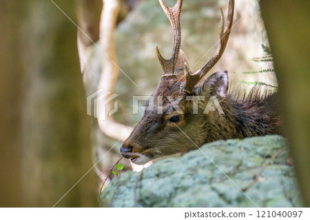 Male Yakushima deer, alert, World Natural Heritage Site (Autumn) 121040097