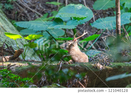 Yakushima World Natural Heritage Forest (November) A male Yakushima deer relaxing 121040128