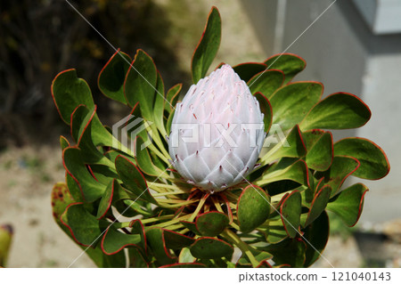 Protea Protea 121040143
