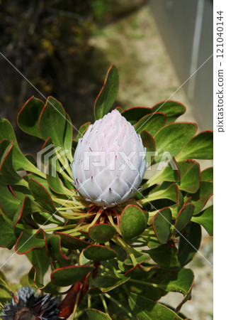 普羅蒂亞 普羅蒂亞 121040144