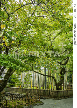 伊豆修善寺 修善寺竹林 靜岡縣伊豆市 121040151